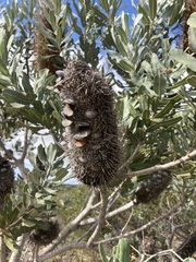 Banksia sceptrum