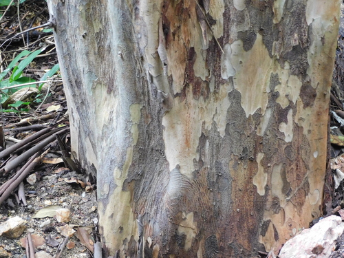 Image of Brown Ebony (Libidibia punctata) by (c) Luis Rubio-Yépez, some rights reserved (CC BY)