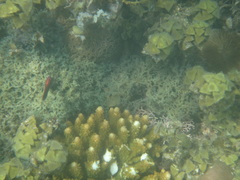 Pomacentrus bankanensis