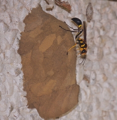 Sceliphron fistularium