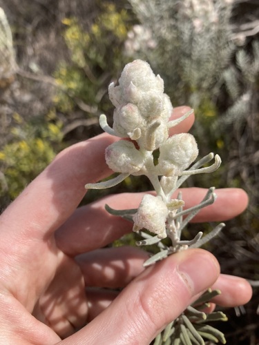 Image of Lachnostachys eriobotrya by (c) Thomas Mesaglio, some rights reserved (CC BY)
