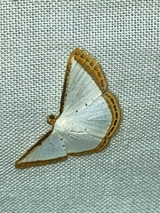Leuciris fimbriaria