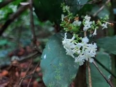 Gonzalagunia hirsuta