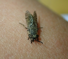 Haematopota pluvialis