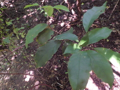 Capparidastrum frondosum