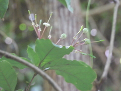 Capparidastrum frondosum