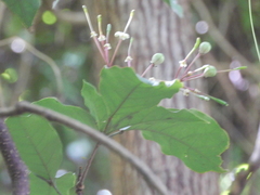 Capparidastrum frondosum