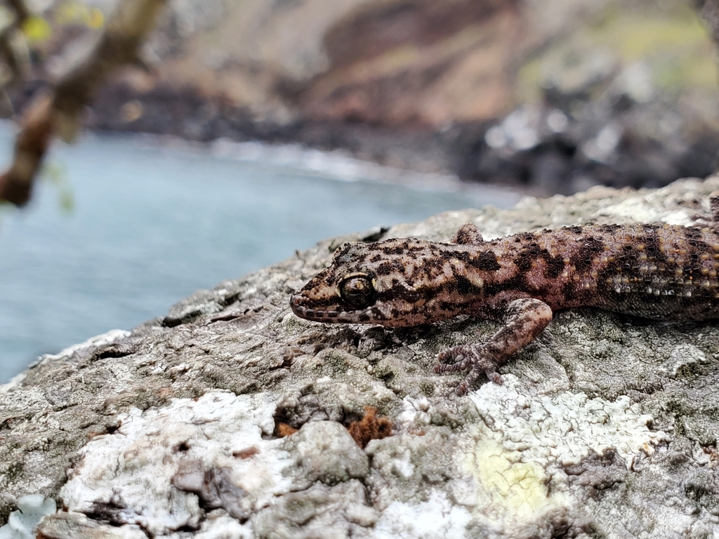 Simpson's Leaf-toed Gecko from Ecuador on July 18, 2022 at 02:26 PM by ...