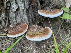 Ganoderma lobatum