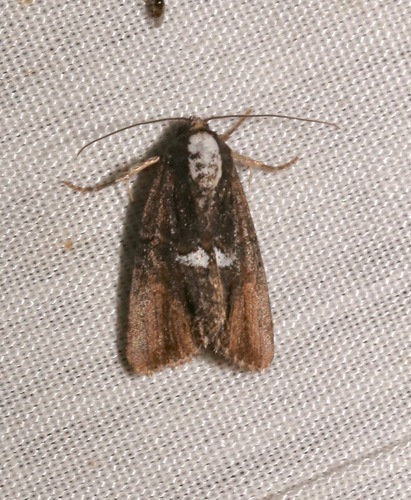 Half-banded Bryolymnia photo 3