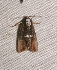 Bryolymnia semifascia