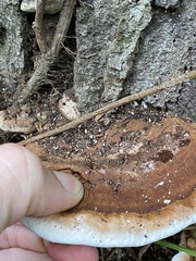 Ganoderma lobatum