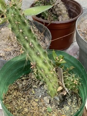 Costati