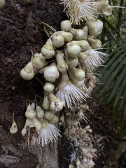 Syzygium cormiflorum