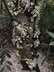 Syzygium cormiflorum