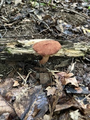 Xerocomus illudens