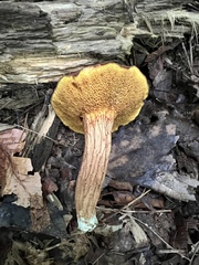 Xerocomus illudens