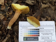 Xerocomus illudens