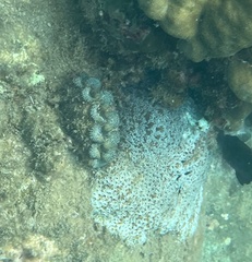 Tridacninae