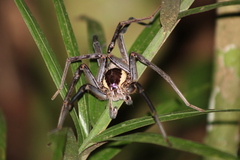 Ancylometes amazonicus