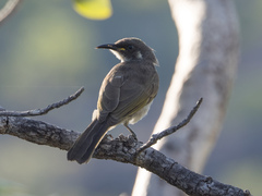 Territornis albilineata