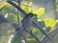 Territornis albilineata