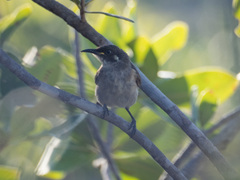 Territornis albilineata