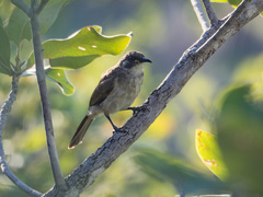 Territornis albilineata