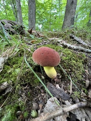 Boletus roodyi