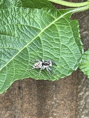 Menemerus semilimbatus