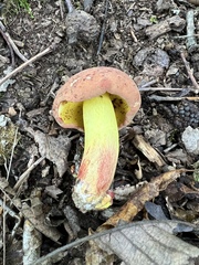 Boletus roodyi