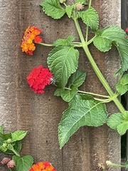 Menemerus semilimbatus