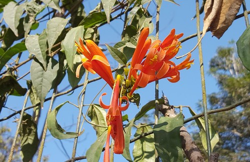 Pyrostegia venusta