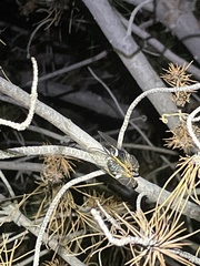 Diceroprocta cinctifera