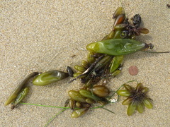 Halosaccion glandiforme
