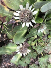 Eryngium humile