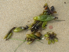 Halosaccion glandiforme