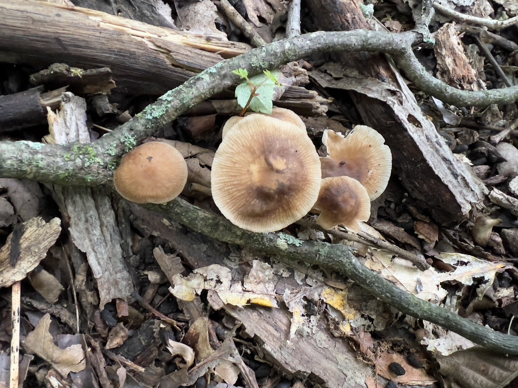 Oak-loving Gymnopus from Albert Johnson Rd, Nashville, IN, US on August ...