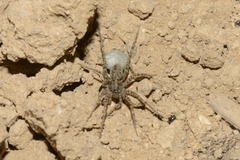 Pardosa hortensis