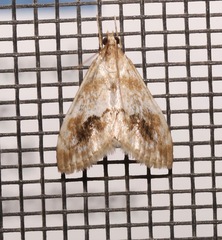 Evergestis lunulalis