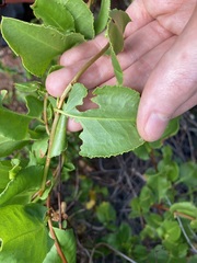 Muehlenbeckia adpressa