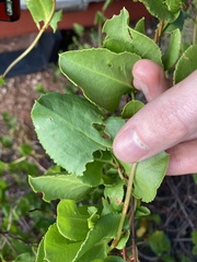 Muehlenbeckia adpressa