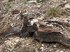 Callospermophilus lateralis certus