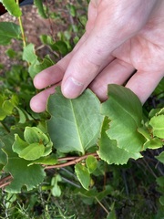 Muehlenbeckia adpressa
