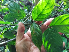 Gonzalagunia hirsuta