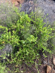 Muehlenbeckia adpressa