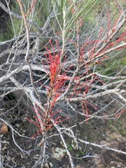 Hakea orthorrhyncha