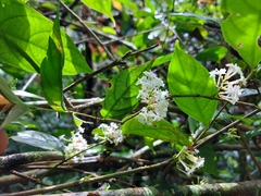 Gonzalagunia hirsuta