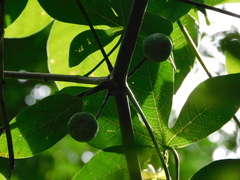 Manihot carthagenensis