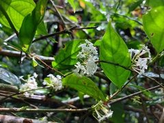 Gonzalagunia hirsuta